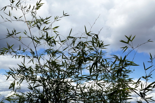 Des feuilles et le ciel 