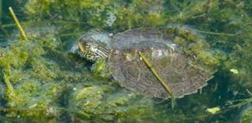 Certaines tortues survivent à l’hiver en bougeant sous la glace