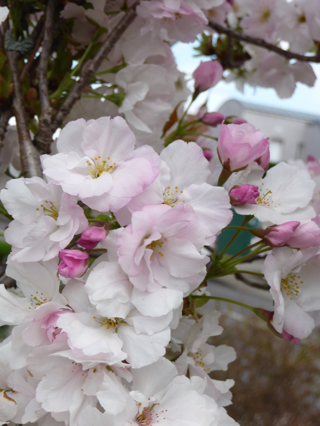 Blog de mimipalitaf : mimimickeydumont : mes mandalas au compas, arbres en fleurs,