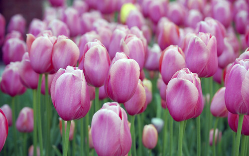 Les tulipes