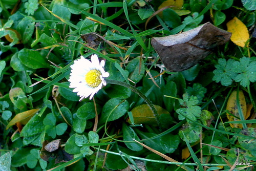 Les fleurs de mon jardin : en décembre!