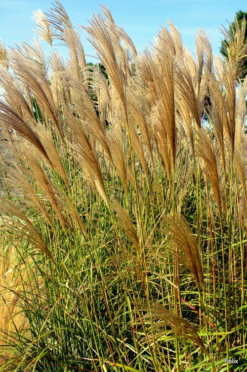 Des herbes décoratives