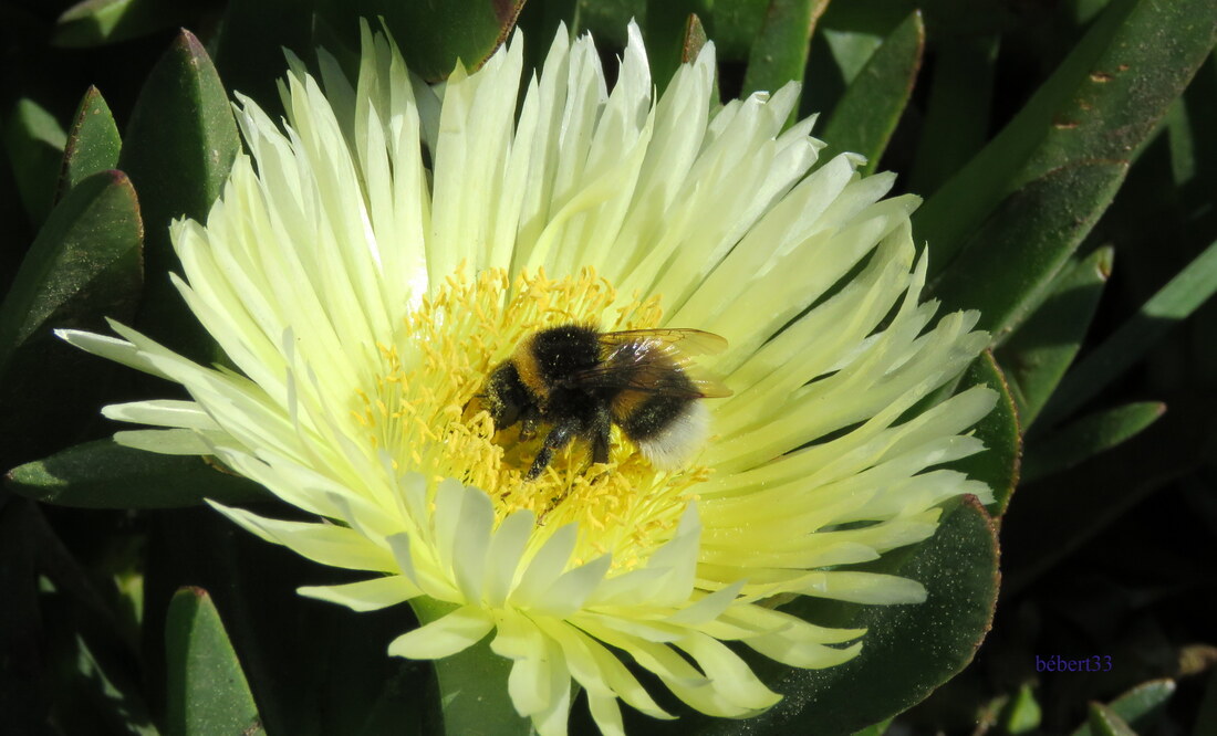 un bourdon sur une fleur 