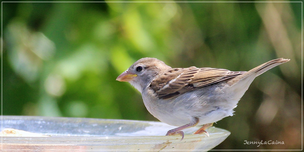 Bonheur des oiseaux en été 