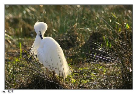 Aigrette 3