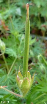 Geranium sanguineum - géranium sanguin