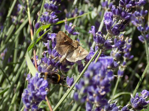 Autographa Gamma