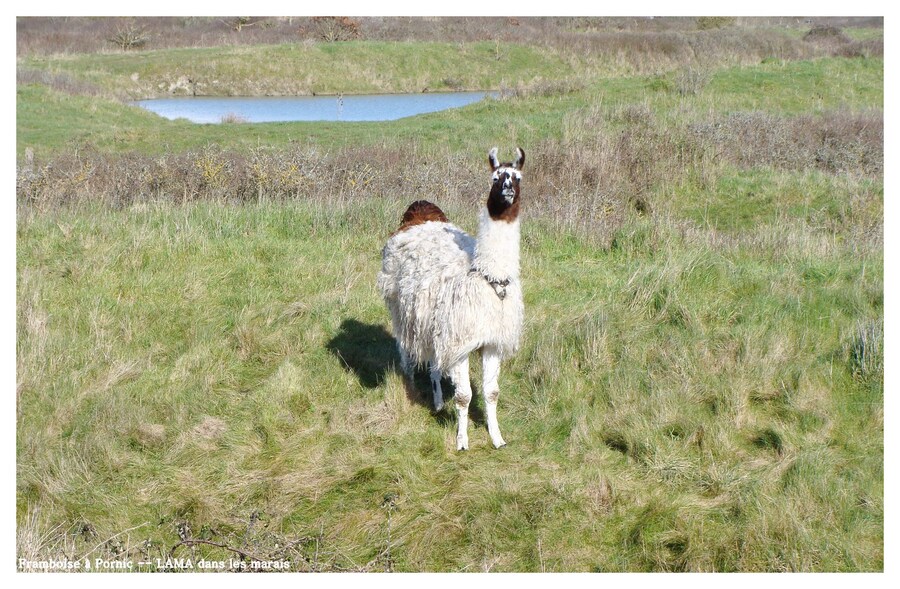 Le Lama dans les marais 