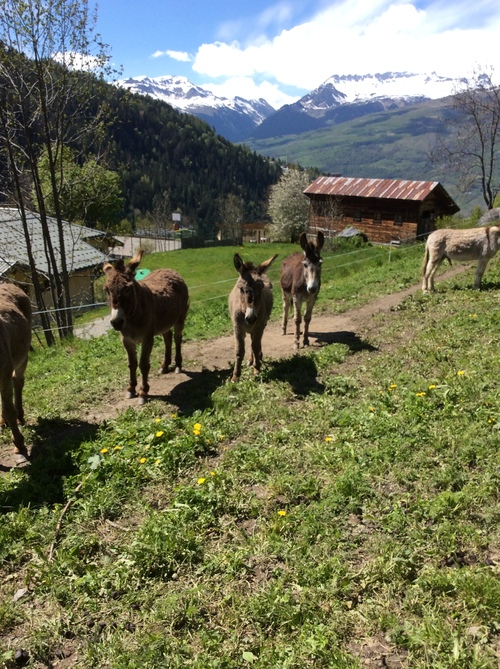 Les ânes sont de retour !