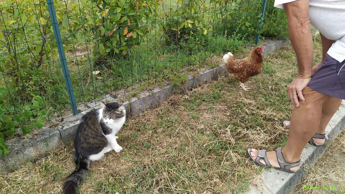 photos plaisir de l'été  Miaou 