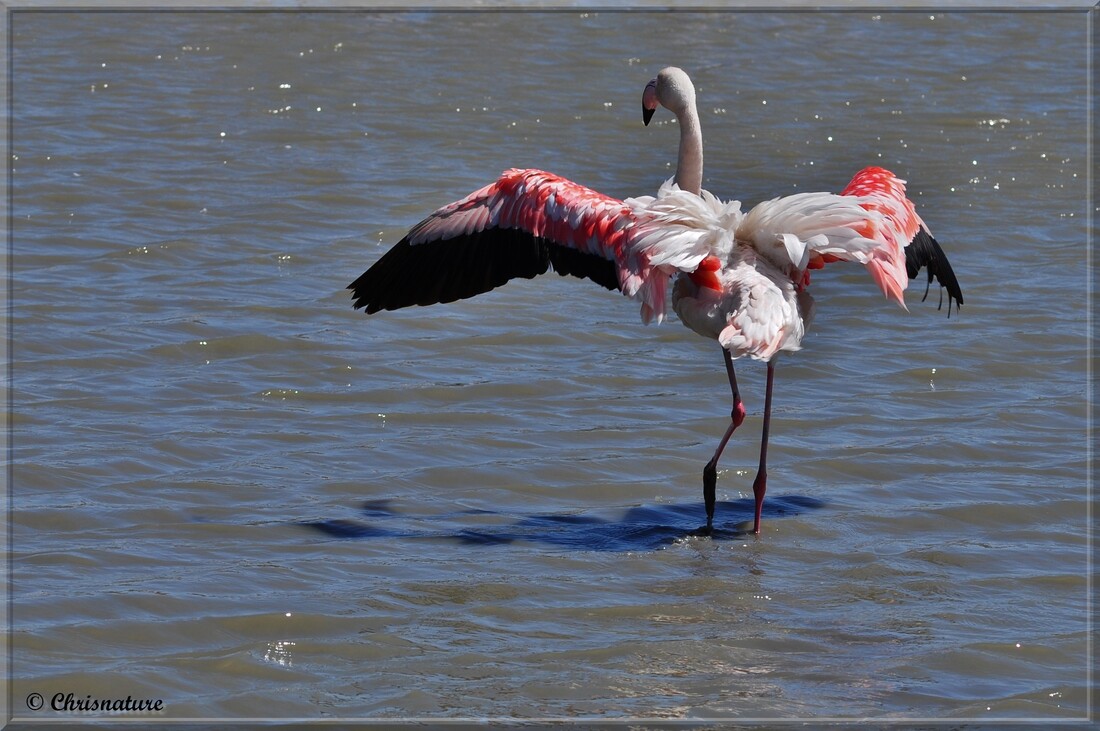 Flamant rose ( Pont de Gau )