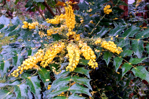 Les fleurs du mahonia 