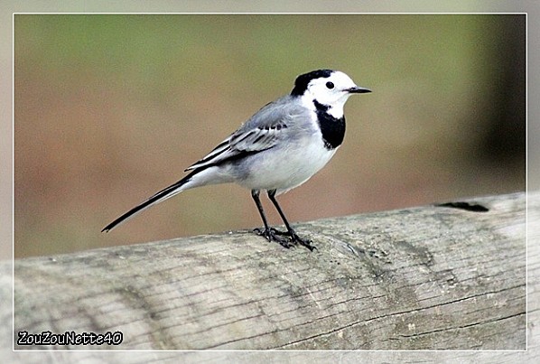 OISEAUX-LAC-N--1-.jpg