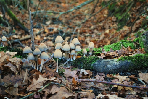 Le temps des champignons