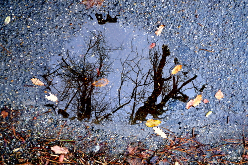 Après la pluie : flaques & reflets 