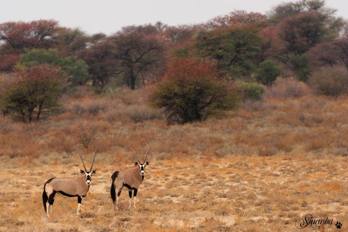 Mabuasehube, the Botswana side of the Kgalagadi Transfrontier NP