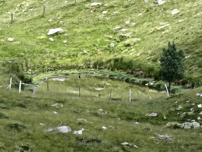 Peut être une image de herbe