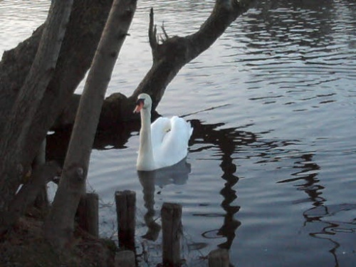 Cygne swan