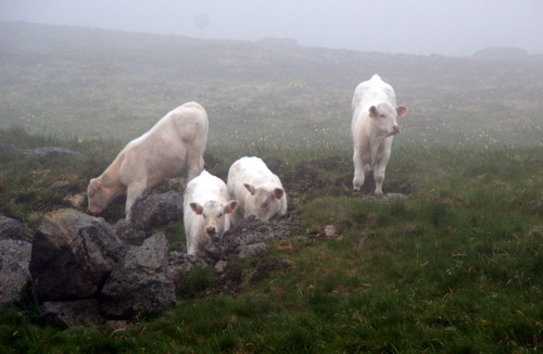 la Banne d'Ordanches .Lac de Guéry.10.06.2019.Brouillard et pluie....17 kms