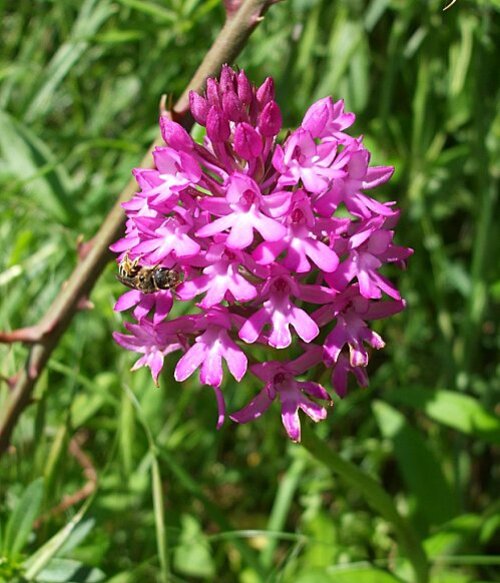 orchis pyramidal