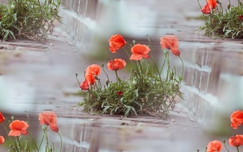 Textures Coquelicots