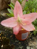 Identification par les fleurs !