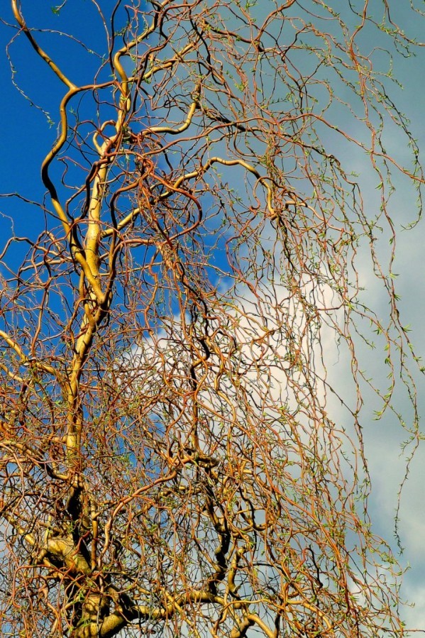 W05 - Des branches dans le ciel
