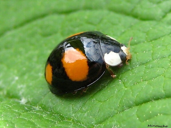 Coccinelles