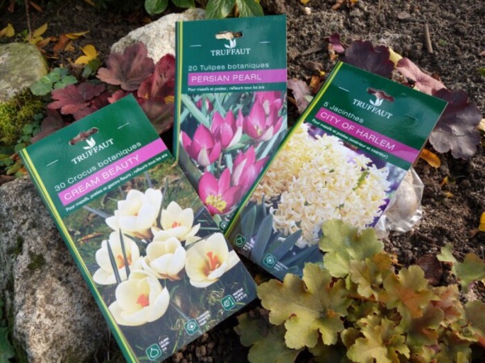 bulbes crocus cream beauty tulipes persian pearl et jacinth