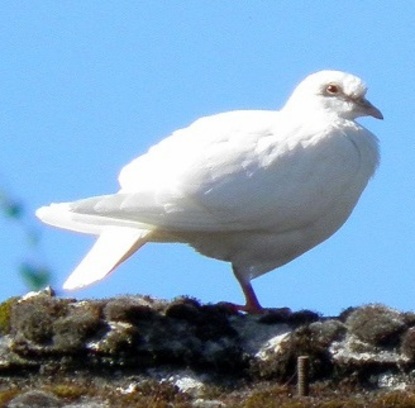Un pigeon blanc sur un toit moussu