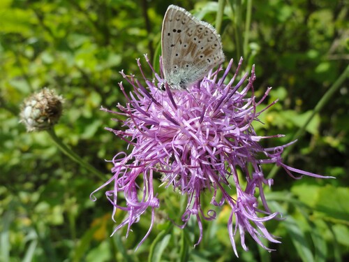 (Insectes) Papillons