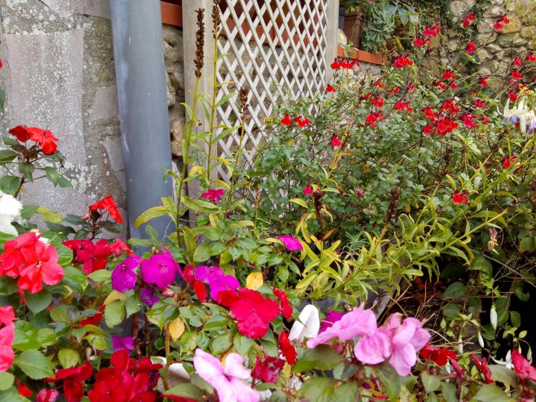 Jeudi dernier dans mon jardin