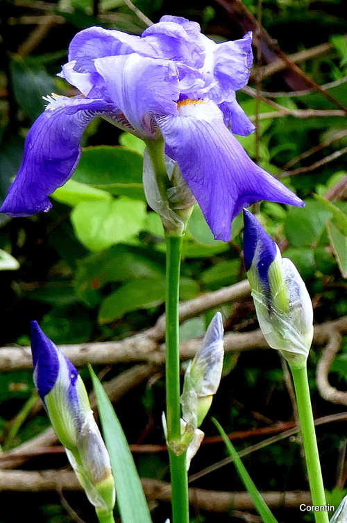 Mes beaux iris bleus !