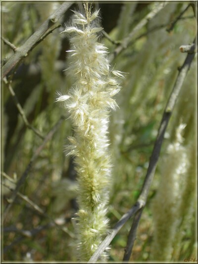 Mélique ciliée