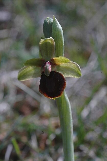 Ophrys