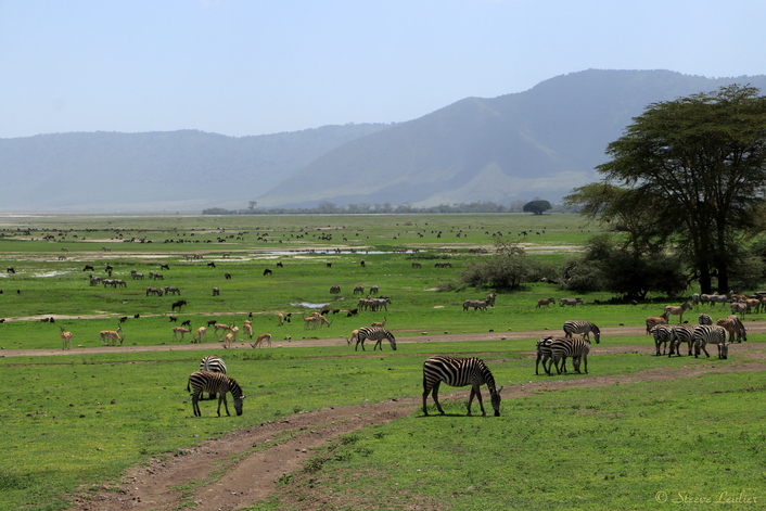 Zone de conservation de Ngorongoro, Tanzanie 2017