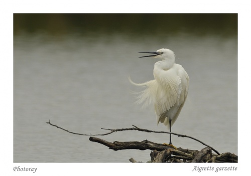 Aigrette garzette