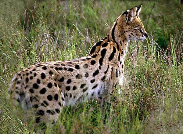 Serval