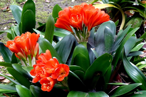 Açores : les fleurs du clivia et de l’agapanthe 