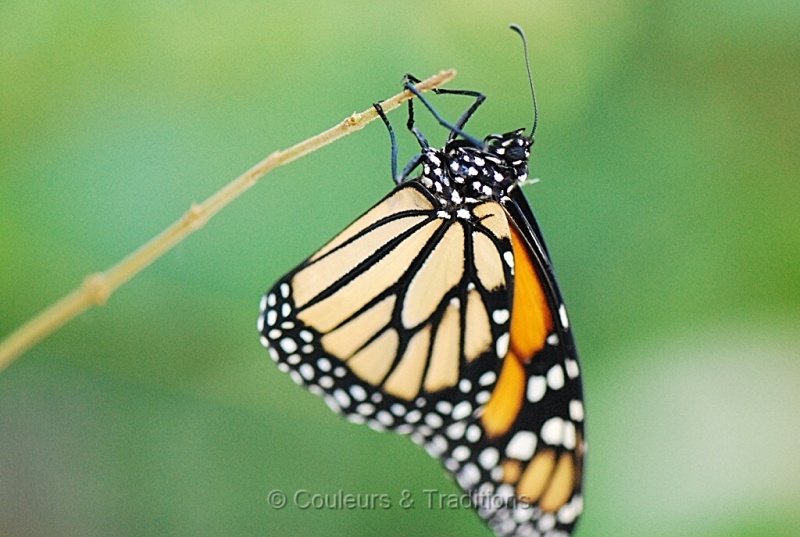 Le Monarque - Danaus Plexippus