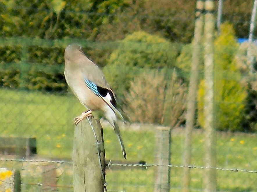 Beaux oiseaux