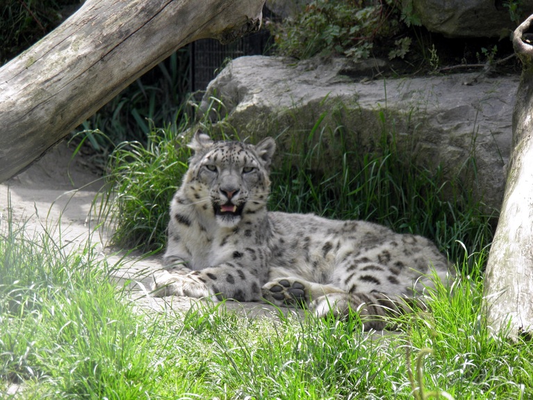 Pairi Daiza nouvelle visite 1/2