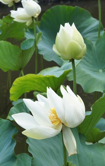 Jardin des Pamplemousses à Maurice (2/3) -