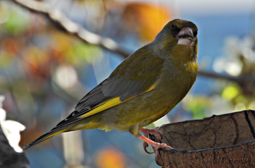 Les oiseaux dans mon cerisier en fleur