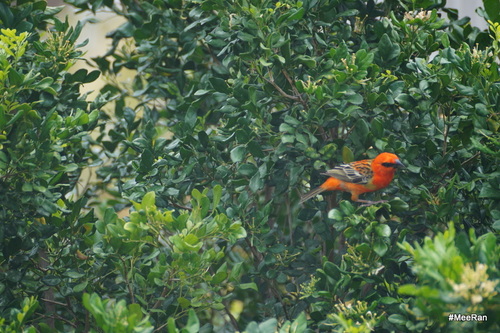 Cardinal Rouge (1), Réunion Island