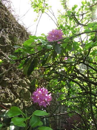 Balade au jardin