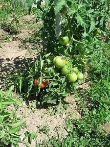 tomates-23-6.JPG