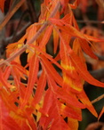 Arc en ciel floral d'automne