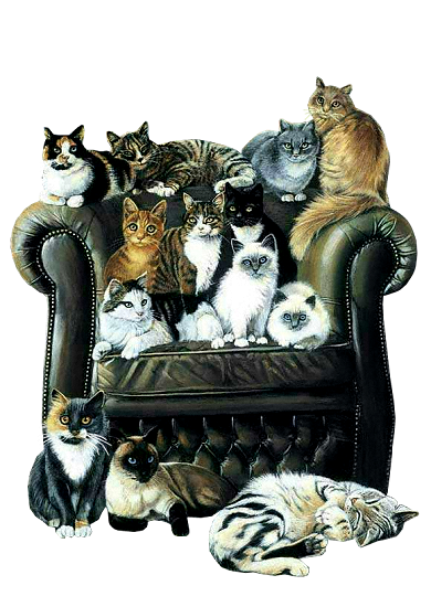 Ma famille chat