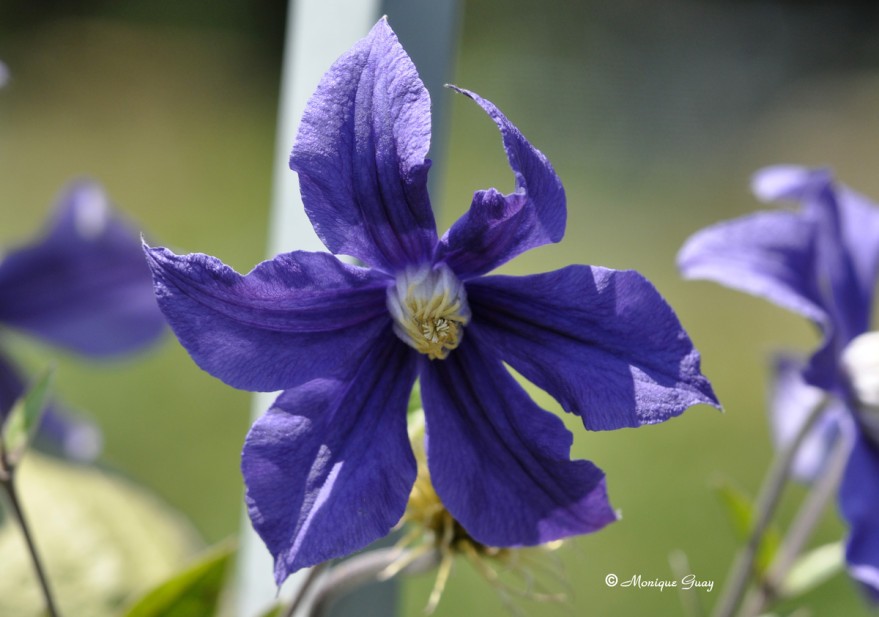 fleur-bleue-1028.jpg